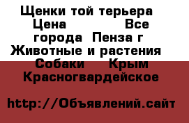 Щенки той терьера › Цена ­ 10 000 - Все города, Пенза г. Животные и растения » Собаки   . Крым,Красногвардейское